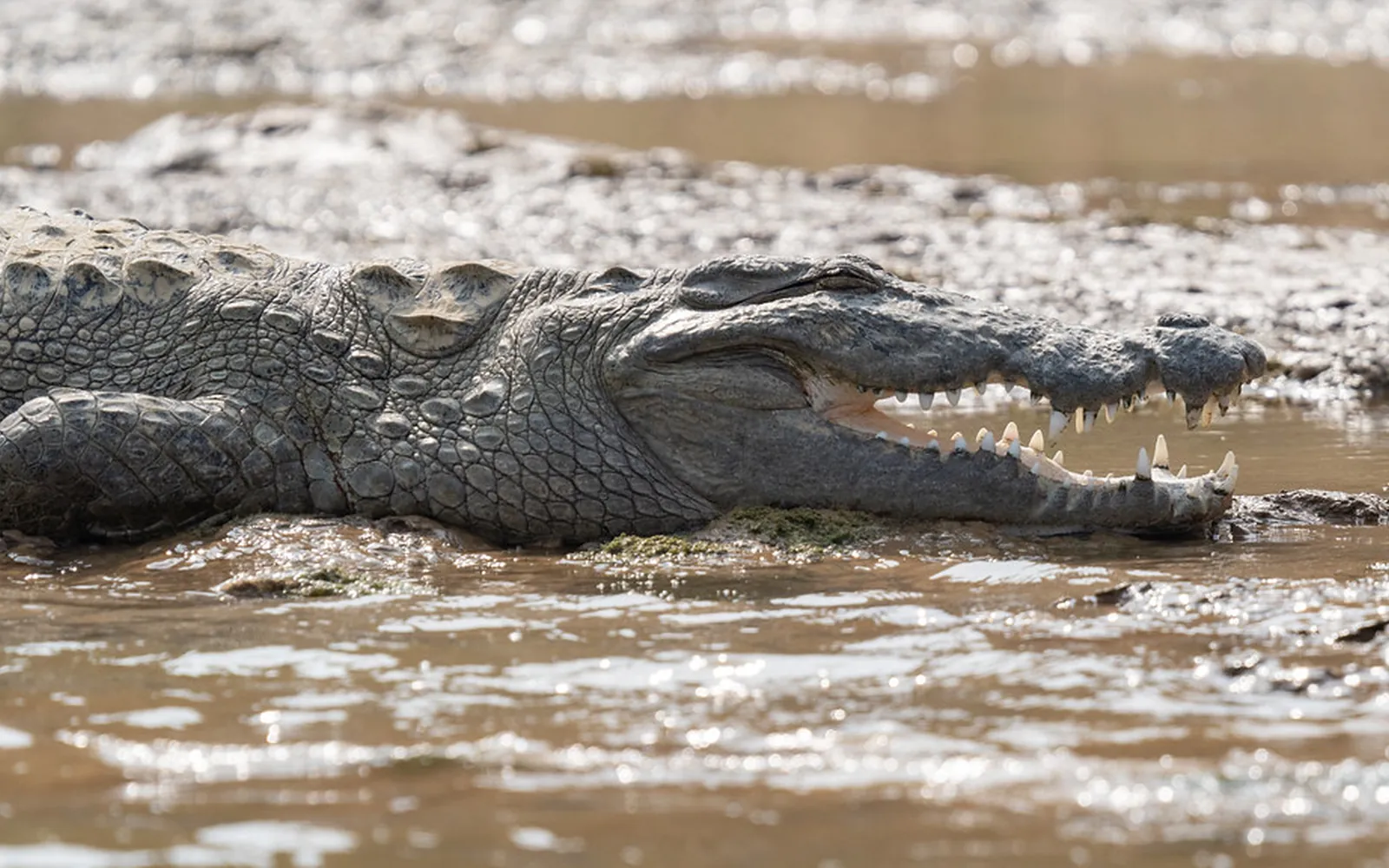 A mugger crocodile basking on the bank of the Chambal River